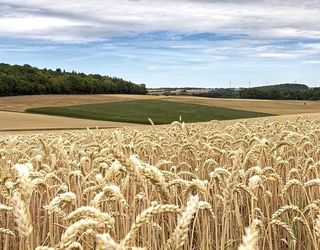 Ще на один рік: аграрний комітет ВР рекомендує продовжити мораторій на продаж сільгоспземель до 2019 року