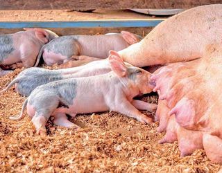 Антибіотики рятують свиноматок від ММА