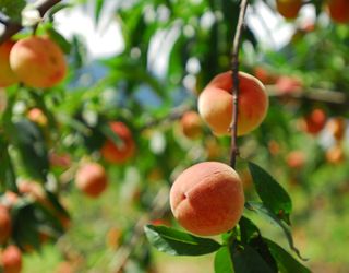 Особливості поливу персикового саду
