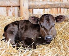 Вирощування ремонтного молодняку ВРХ від 15-30-добового віку до стадії корів-первісток є найбільш перспективним