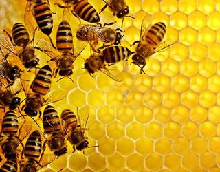 Одна з причин загибелі бджіл взимку ‒ соняшниковий мед у стільниках
