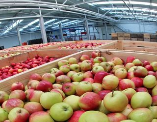В Європі на 28% зменшилися запаси яблук