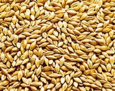 Туреччина скасувала ввізне мито на ячмінь і знизила на пшеницю