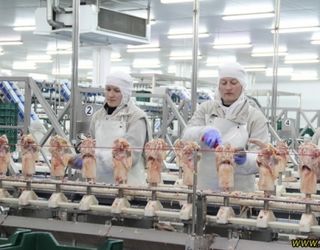 Володимир-Волинська птахофабрика запускає виробництво курятини під новим брендом