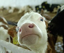 На Луганщині створять три молочні кооперативи