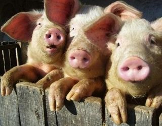 За минулий рік поголів’я свиней в Україні поменшало на 0,5 млн голів