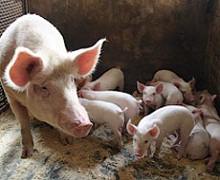 Використання жита в раціоні свиней скорочує витрати на корм