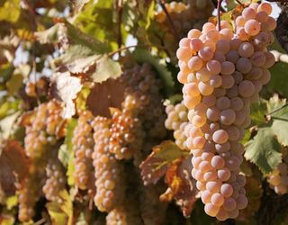 Підживлення анальцимом збільшує врожай винограду