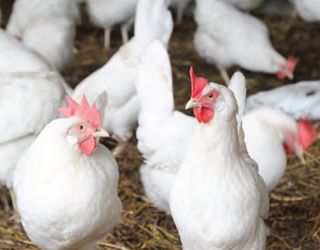 Використання ріпакових продуктів у годівлі птиці зменшує вартість кормів