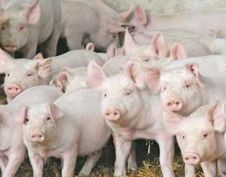 Живець свиней продовжує втрачати в ціні