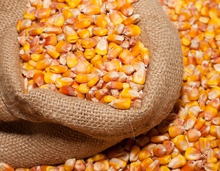 ДФС запобігла незаконному експорту кукурудзи вартістю 22 млн грн