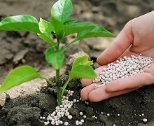 «Аграрний фонд» розпочинає весняну кампанію з продажу мінеральних добрив