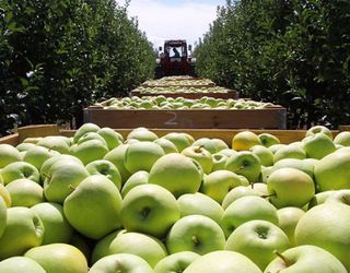 Український експорт яблук, груш та айви зріс у 2017 році на 64%