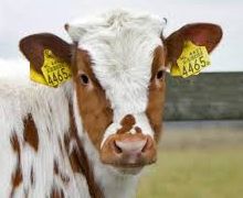 Продуктивність корів «Астарти» зросла більше ніж на 9% завдяки вдосконаленій годівлі