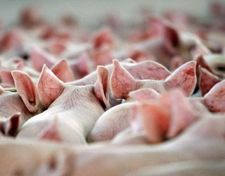 Обмеження годівлі свиней після досягнення 90-95 кг позитивно вплине на рівень конверсії корму