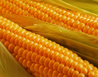 Україна втричі наростила експорт кукурудзи до Китаю