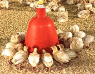 Неякісна вода в раціоні птиці може стати причиною знебарвлення яєць