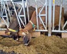 Сумська ферма займається селекцією корів для роботизованого доїння