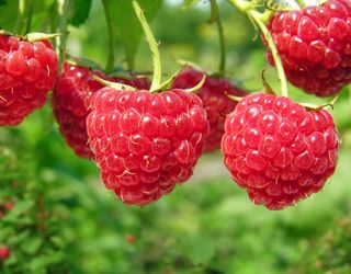 Цього року Україна може оновити рекорд із експорту свіжих фруктів та ягід