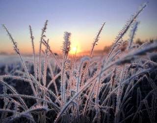 Українські аграрії отримали нову програму страхування від весняних заморозків