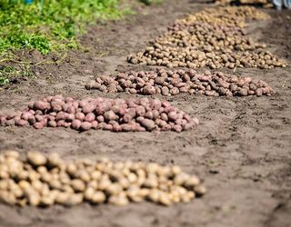 Виробники картоплі, які не можуть продати свій урожай, консервують бізнес