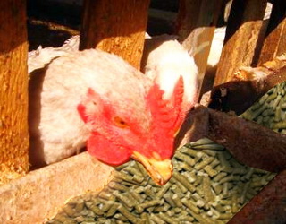 Рослинні добавки у раціоні несучок зменшують витрати корму на виробництво яєць