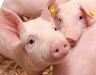 Разом із живими свинями на ферму можна завезти інфекцію