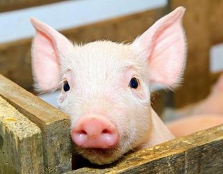 Ціни на живець свиней зросли на 3%