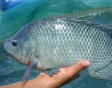 Названо види риб, які найвигідніше вирощувати в Україні