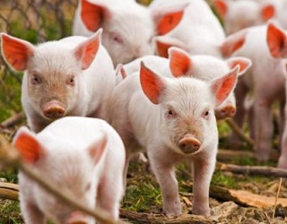 Львівське господарство закупило 700 племінних свиней з Бельгії