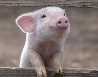 Ціни на живець свиней почали знижуватись