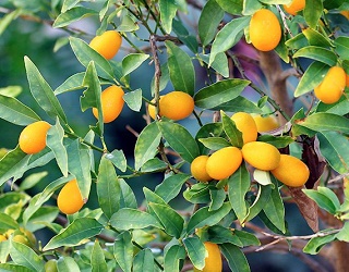 На Київщині вирощують кумкват, манго та інжир