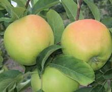 Перспективні зеленобарвні сорти яблук для вирощування в Україні