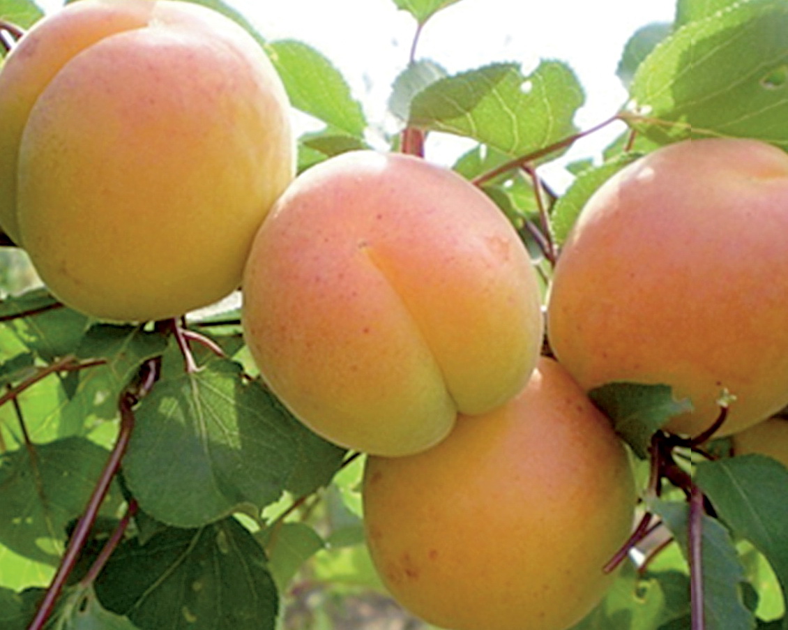 Для абрикоса на півдні України важливою ознакою є зимостійкість