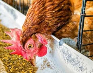 Отруєння фтором птиці знижує показники заплідненості яєць