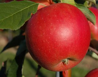 Нові сорти яблунь для промислових садів