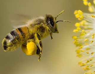 На Полтавщині з’явиться бджільничий кластер
