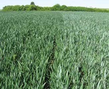 Як досягнути ефективного захисту озимої пшениці