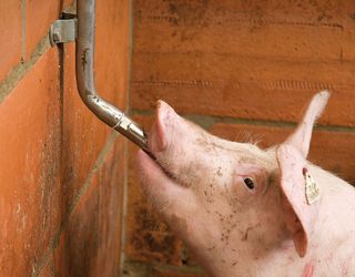 Ніпельні напувалки можна підібрати в залежності від віку свиней
