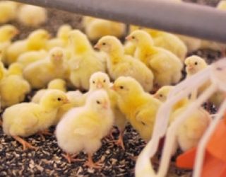 Затримка першого напування й годівлі курчат призводить до затримки росту