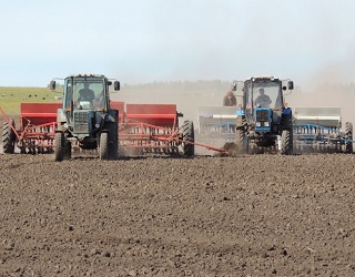 Ранніми зерновими в Україні засіяно 1,6 млн га