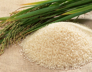 Перспективні сорти рису для вирощування в Україні