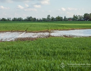 Чернігівський кластер «Агро-Регіону» страждає від підтоплення посівів«Агро-Регіон» страждає від підтоплення посівів