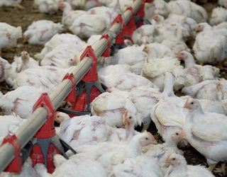 В американських птахогосподарствах не практикують антибіотики з профілактичною метою