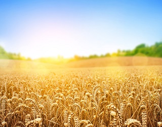 Колосіння пшениці на Запоріжжі розпочнеться на два тижні раніше