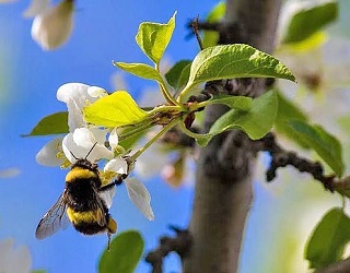 Джмелі-запилювачі в 25 разів ефективніші за бджіл