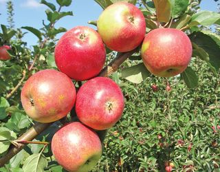 Вчені вивели нові сорти яблунь, імунні до парші й стійкі до борошнистої роси