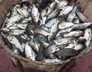 Експорт живої риби у січні-квітні перевищив обсяг за весь 2017 рік