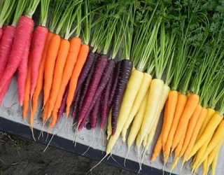 «Полтава-Сад» хоче виготовляти снеки з кольорових сортів моркви