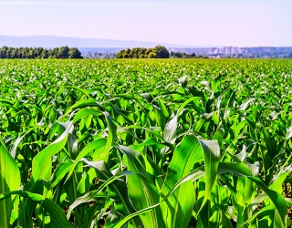 Дефіцит елементів живлення зменшує врожай кукурудзи